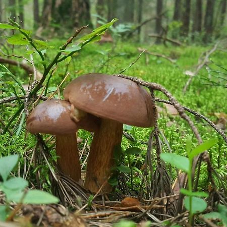 Przystanek TopiloLozice エクステリア 写真